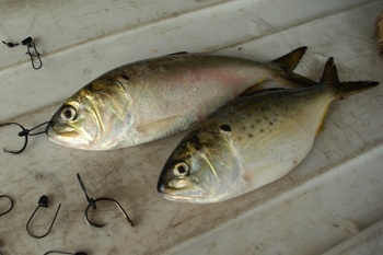 ASMFC VOTES TO IMPROVE MENHADEN MANAGEMENT